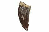 Serrated, Troodontid Premaxillary (Pectinodon) Tooth - Montana #204225-1